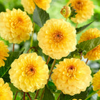 Dahlia Pom Pom Mixed Tubers x5