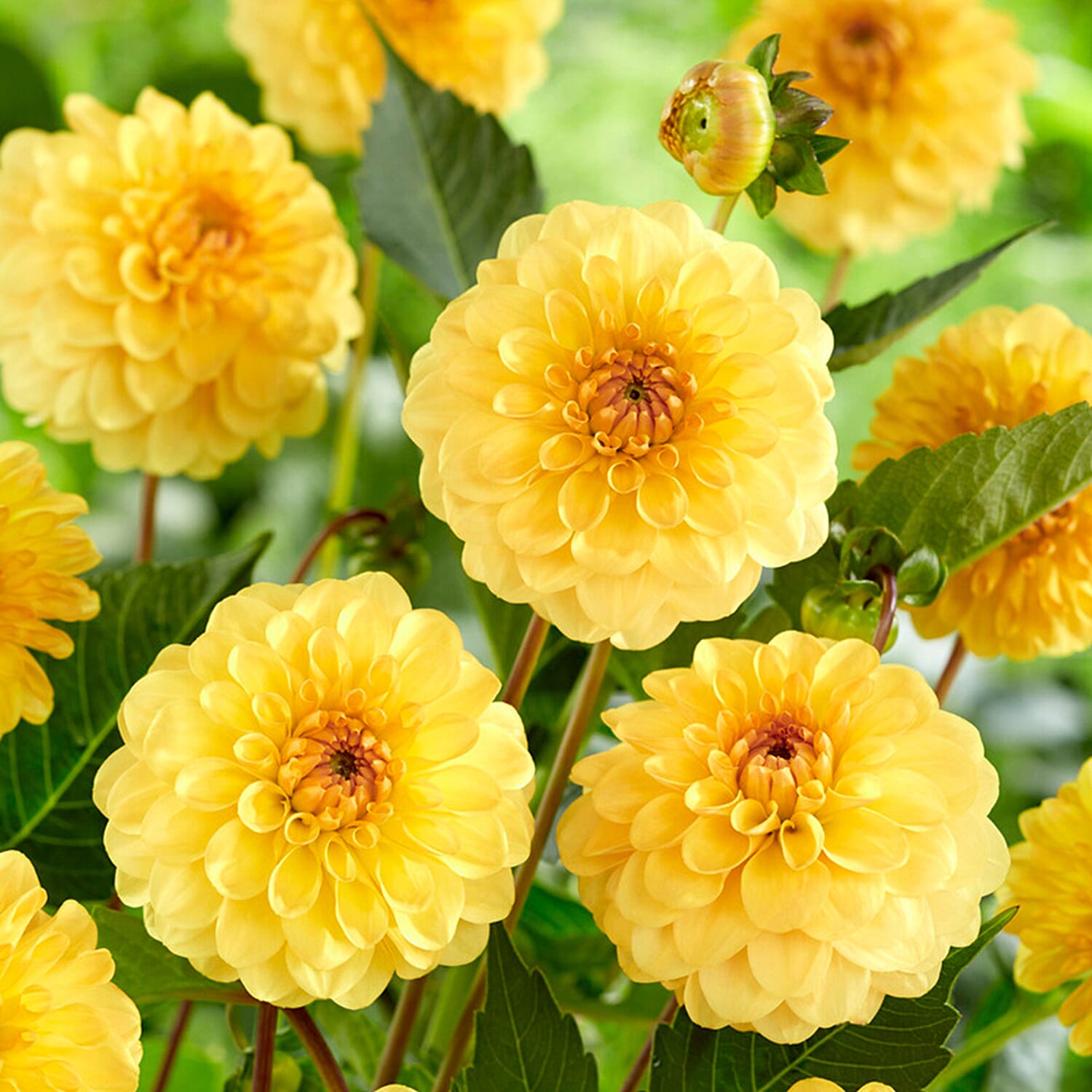 Dahlia Pom Pom Mixed Tubers x5