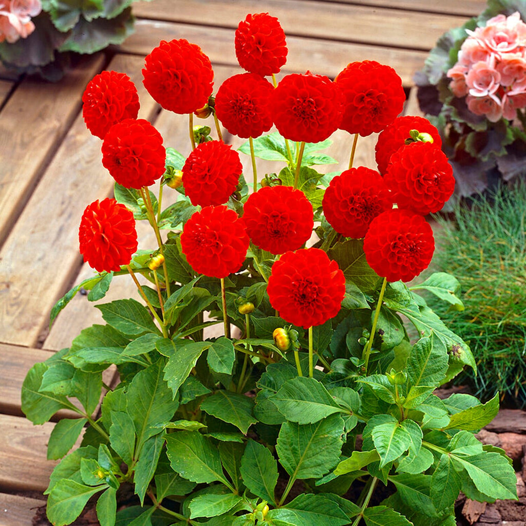Dahlia Pom Pom Mixed Tubers x5
