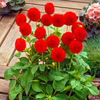 Dahlia Pom Pom Mixed Tubers x5