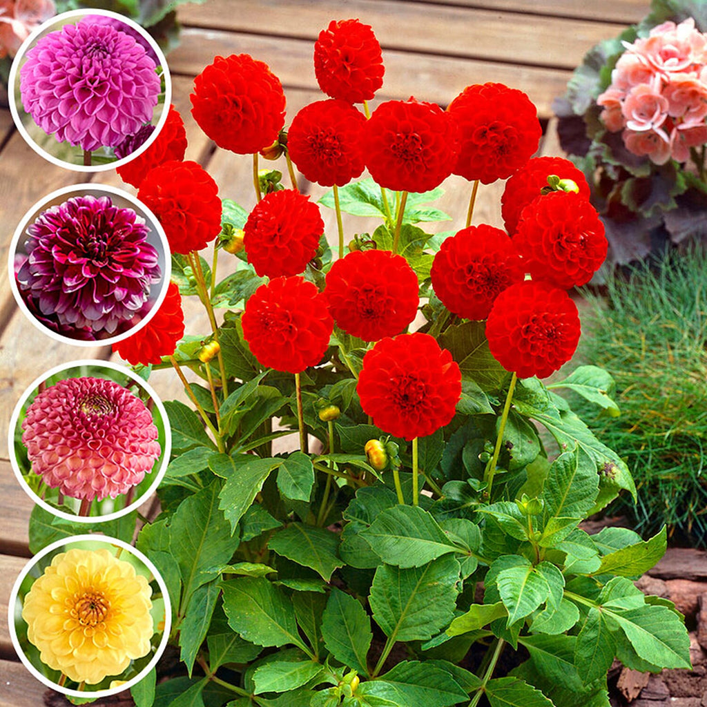 Dahlia Pom Pom Mixed Tubers x5