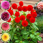 Dahlia Pom Pom Mixed Tubers x5