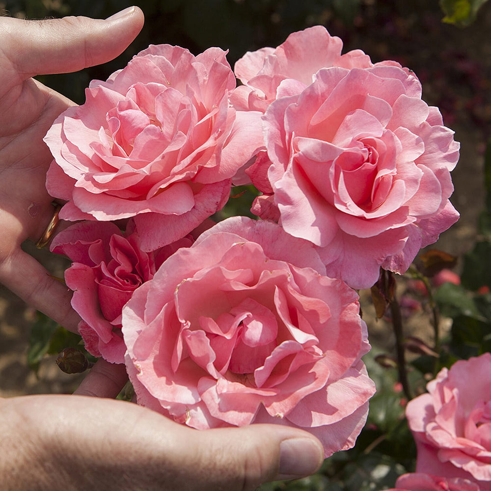 Rose Queen Elizabeth Bare Root