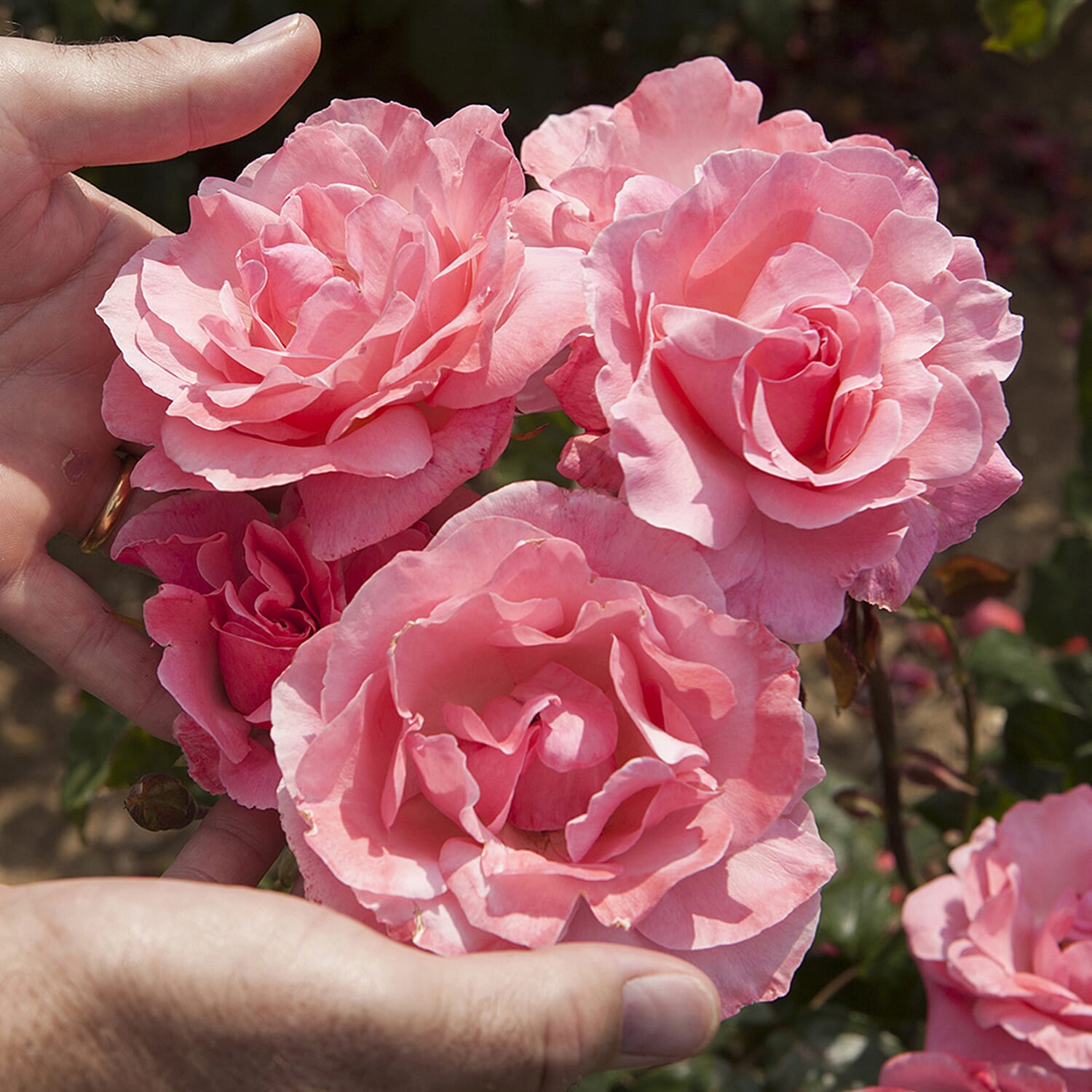 Rose Queen Elizabeth Bare Root