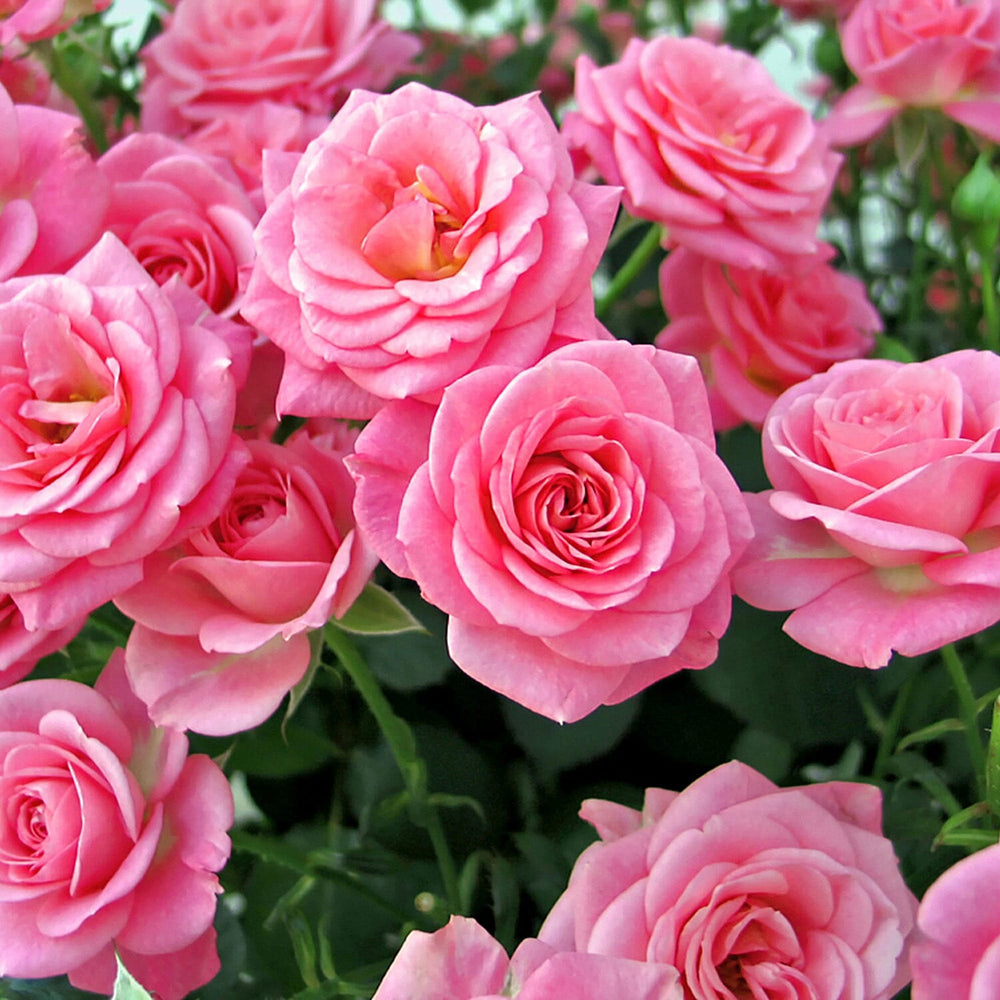 Rose Queen Elizabeth Bare Root