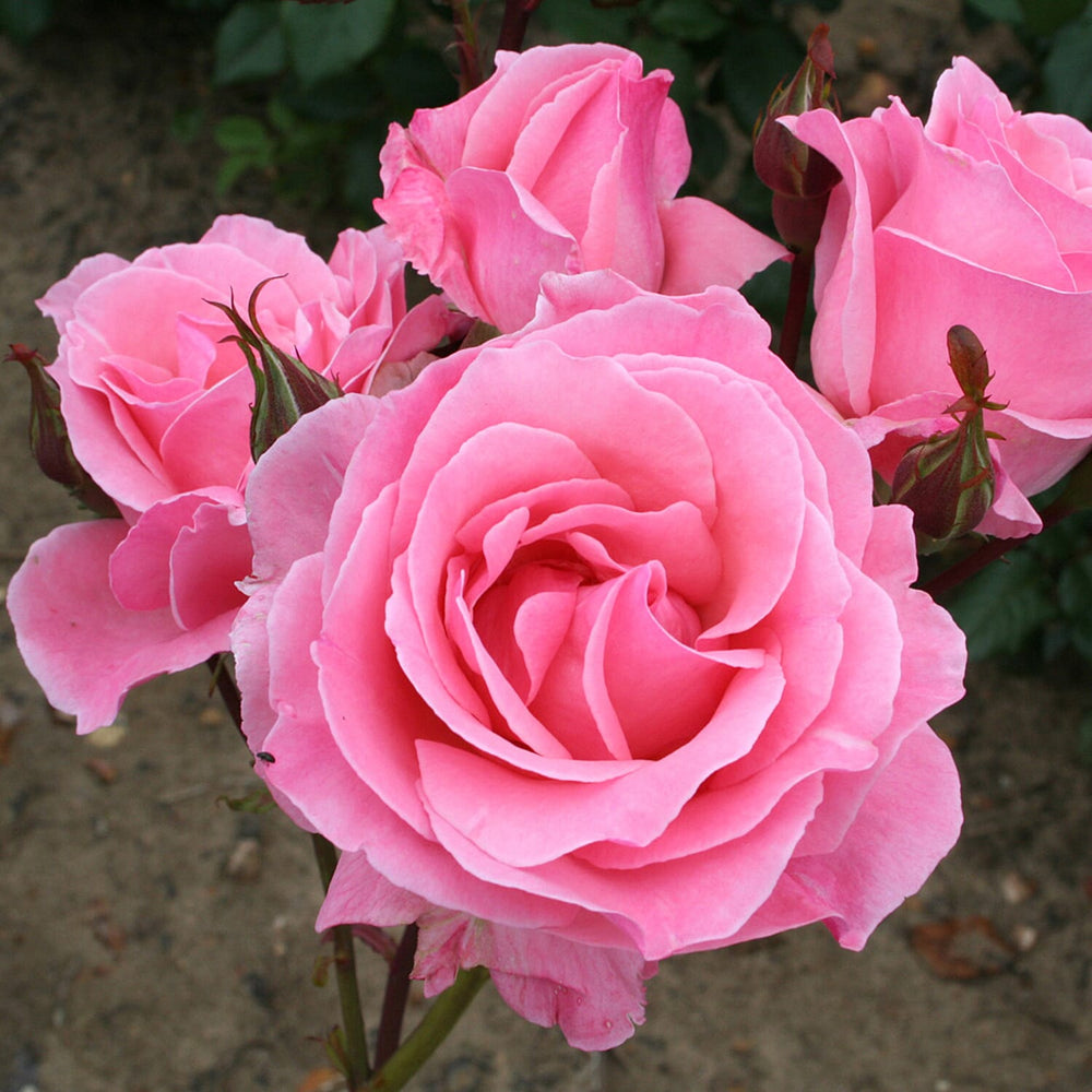 Rose Queen Elizabeth Bare Root