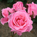 Rose Queen Elizabeth Bare Root