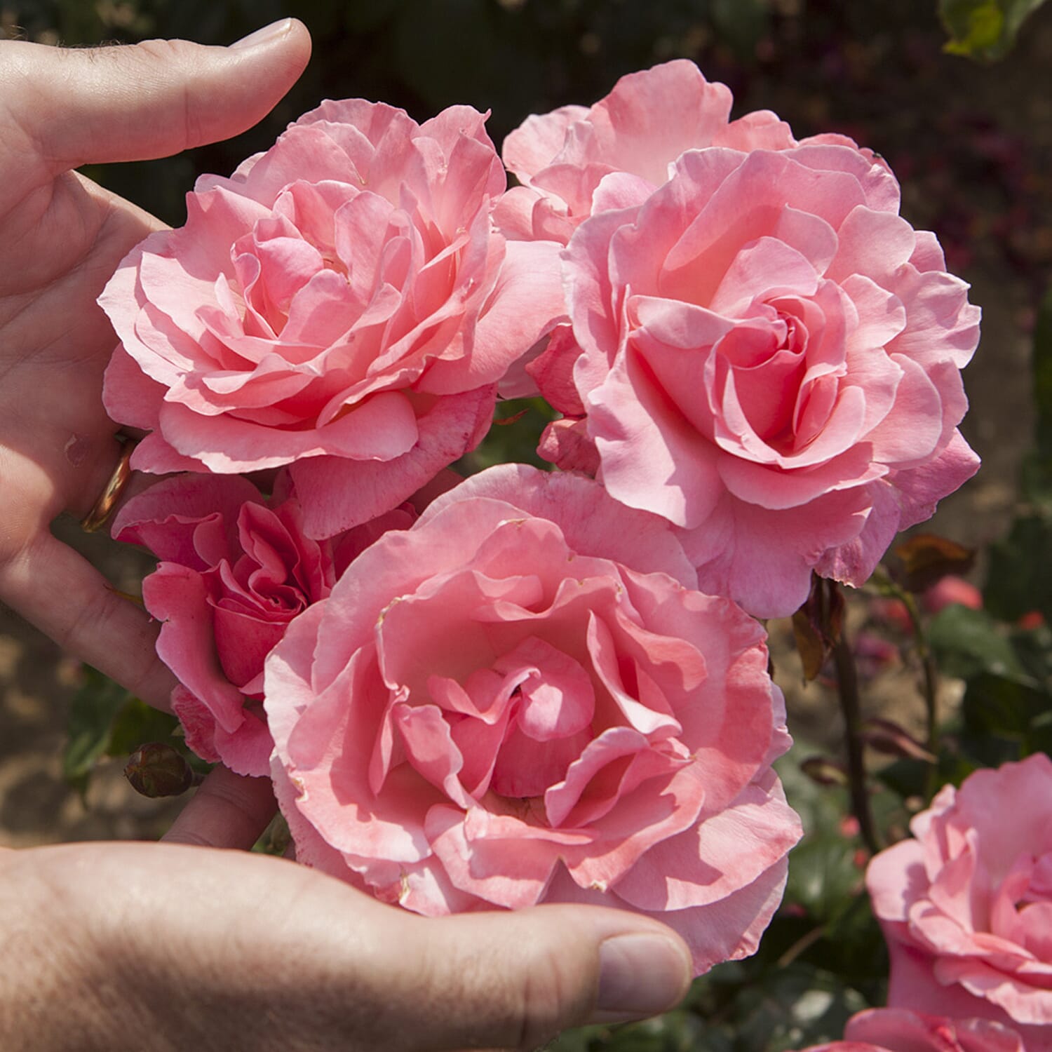 Rose Queen Elizabeth in 3L Pot x2