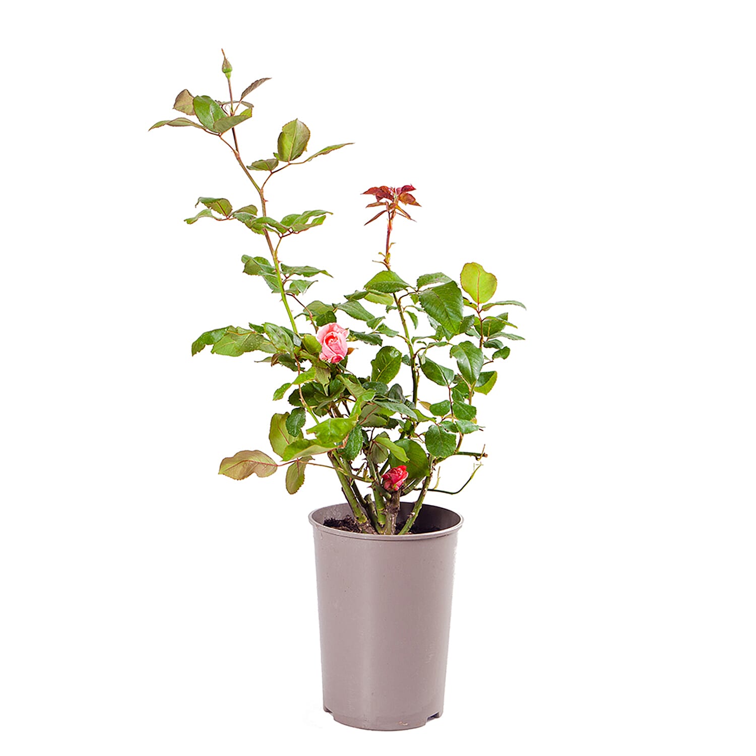 Rose Queen Elizabeth in 3L Pot x2
