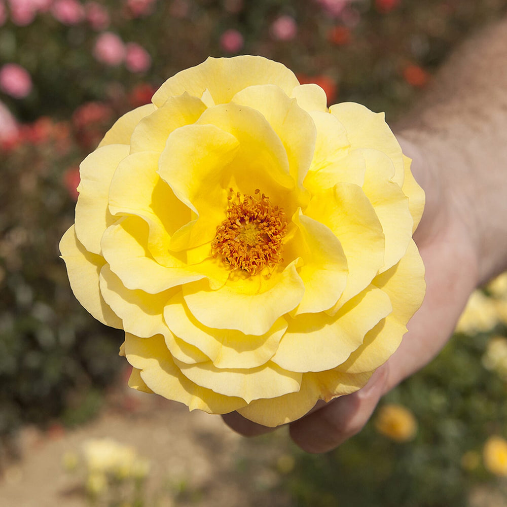 Rose Aurthur Bell in 3L Pot