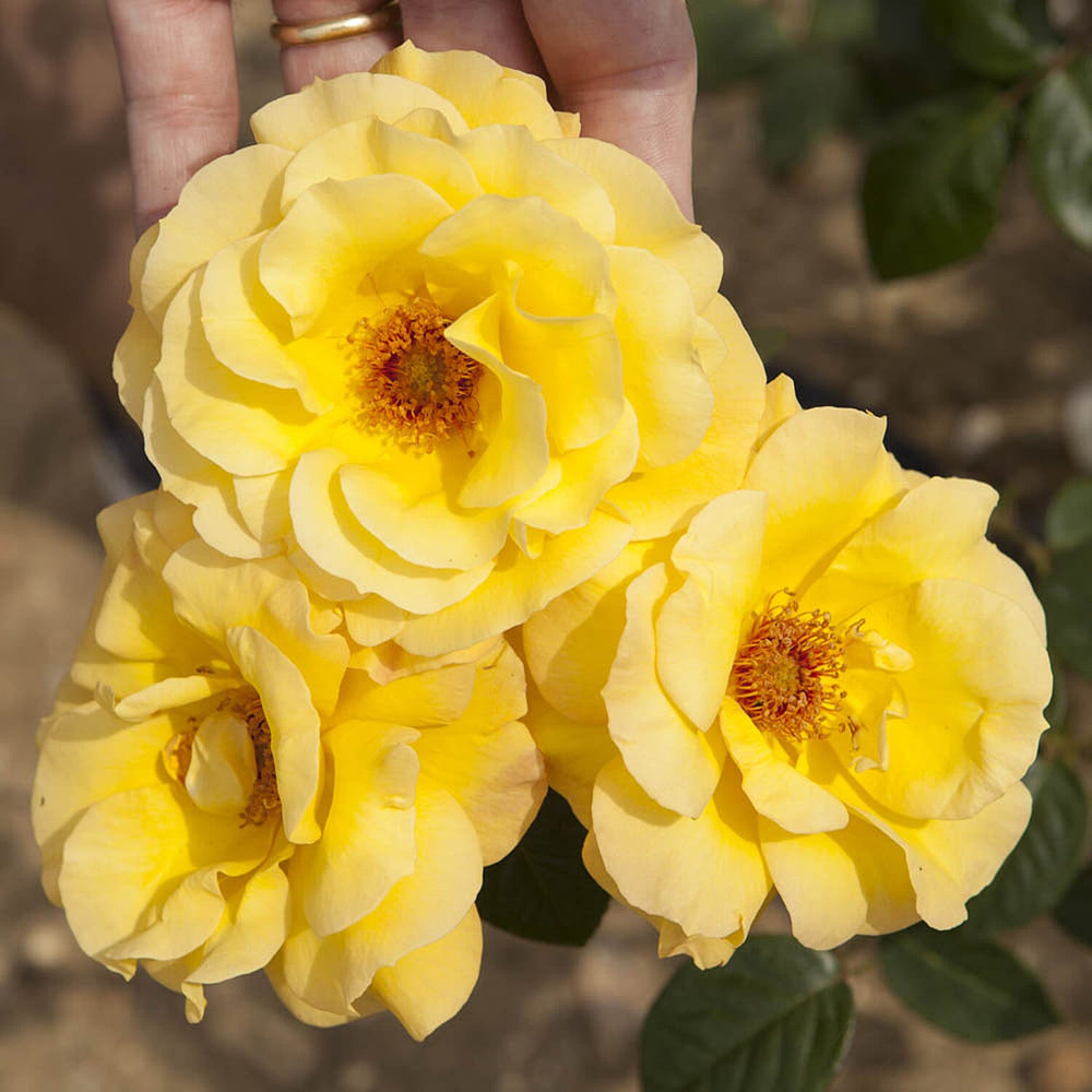 Rose Aurthur Bell in 3L Pot