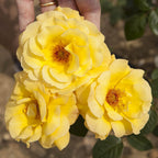 Rose Aurthur Bell in 3L Pot