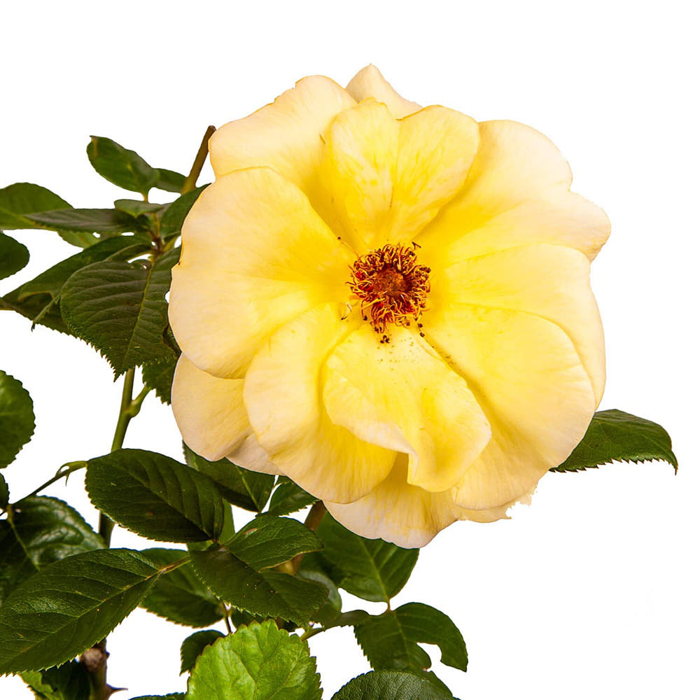 Rose Aurthur Bell in 3L Pot