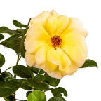 Rose Aurthur Bell in 3L Pot