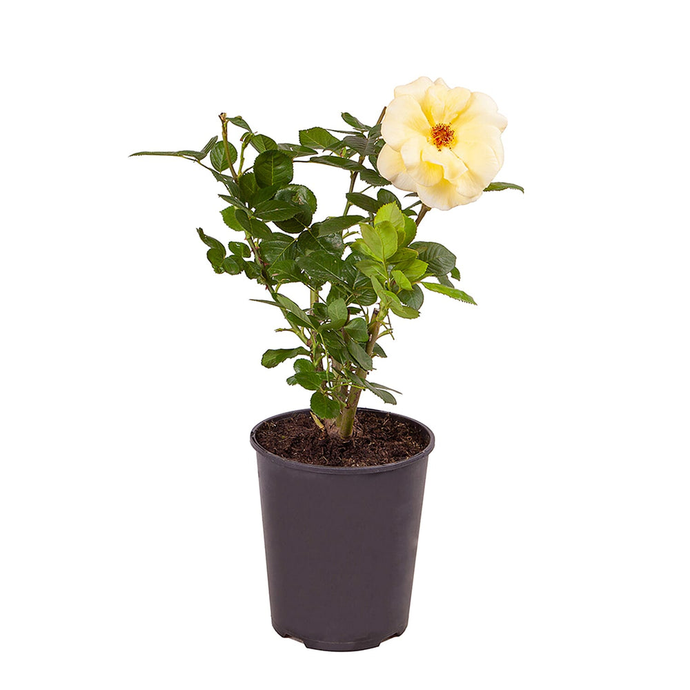 Rose Aurthur Bell in 3L Pot