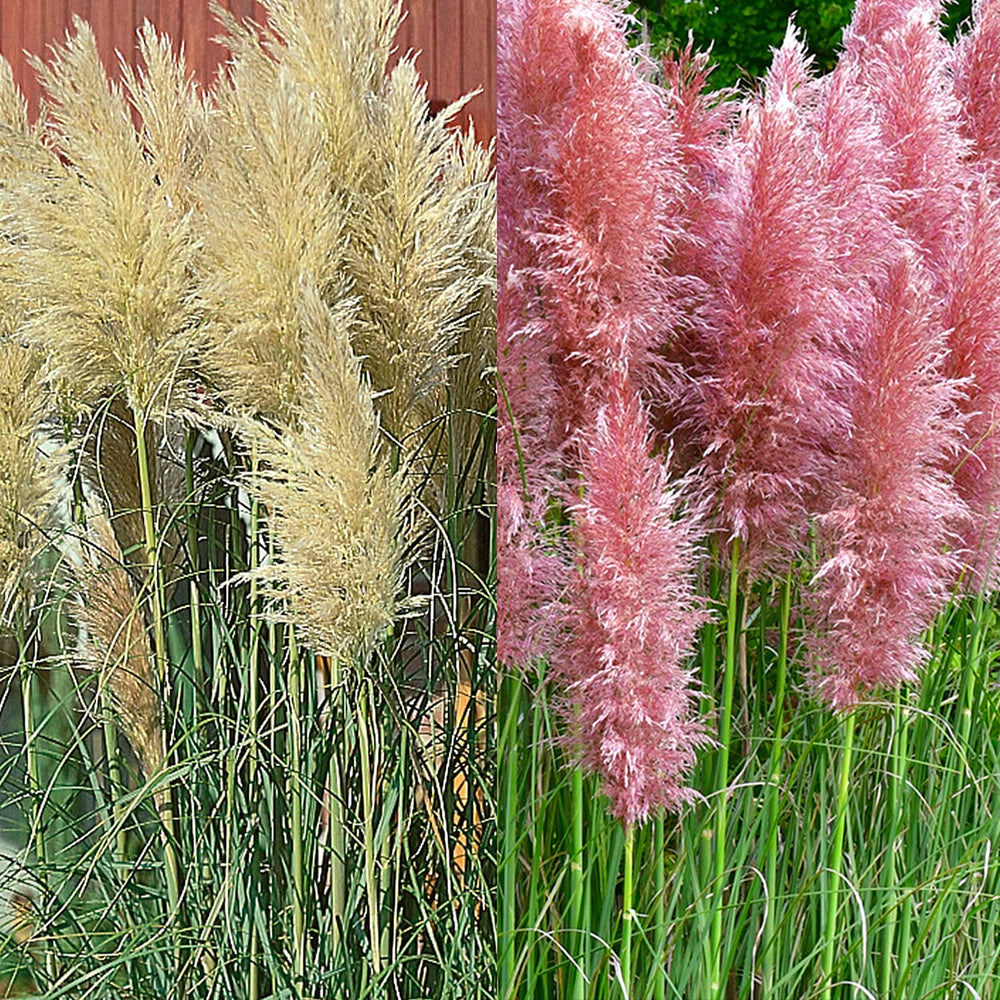 Pink & White Pampass Grass Collection in 9cm Pot x2