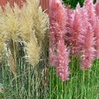 Pink & White Pampass Grass Collection in 9cm Pot x2
