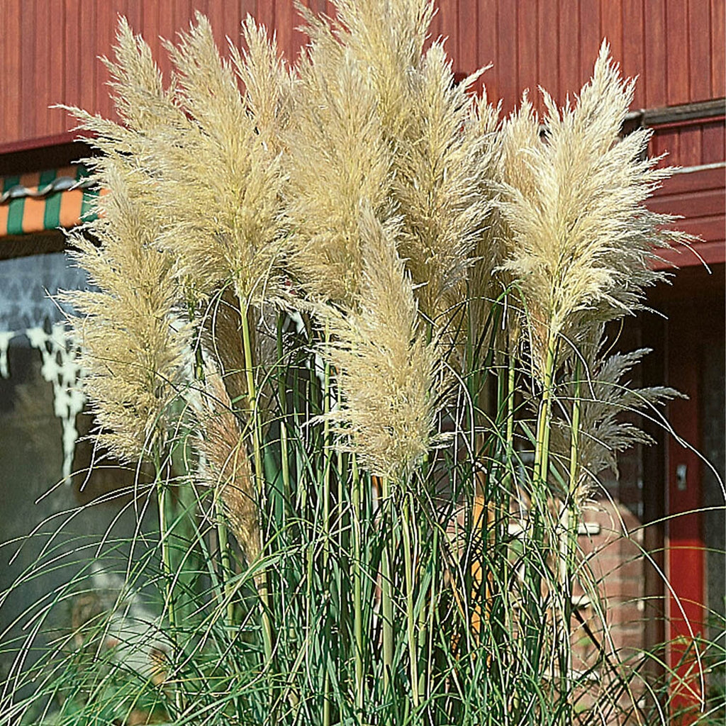 Pink & White Pampass Grass Collection in 9cm Pot x2