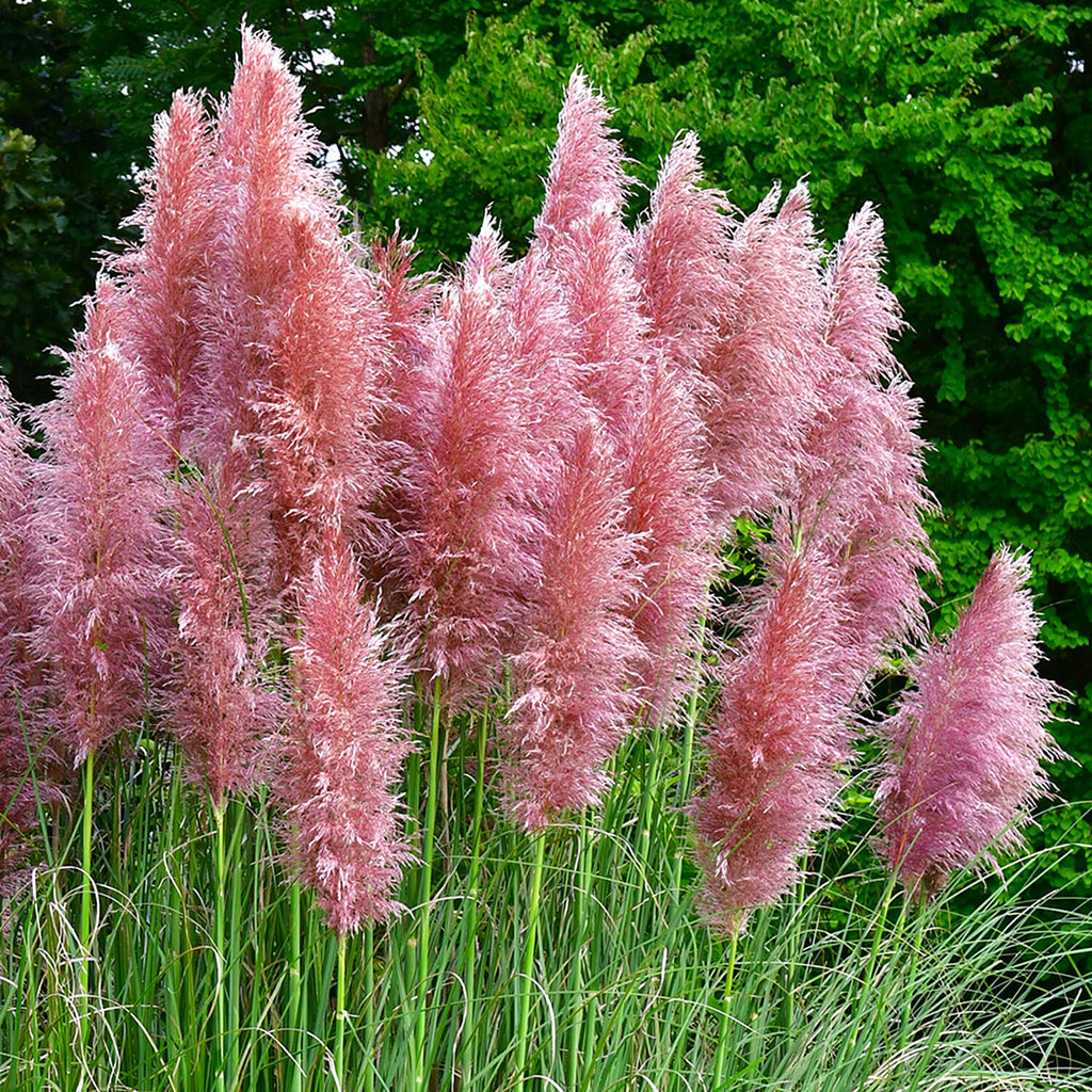 Pink & White Pampass Grass Collection in 9cm Pot x2
