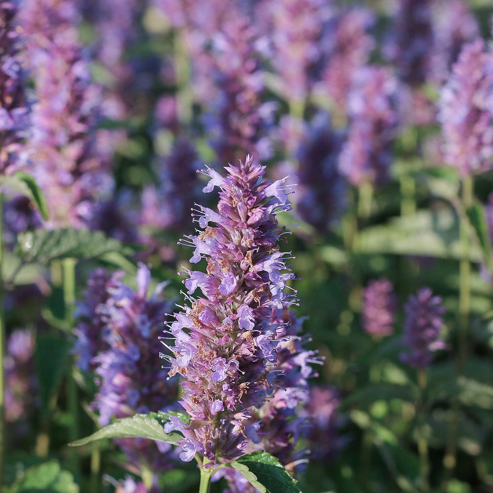 Your Ideal Agastache rugosa Beelicious Purple x 1 - 1.5 litre Pot - Purple