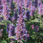 Your Ideal Agastache rugosa Beelicious Purple x 1 - 1.5 litre Pot - Purple