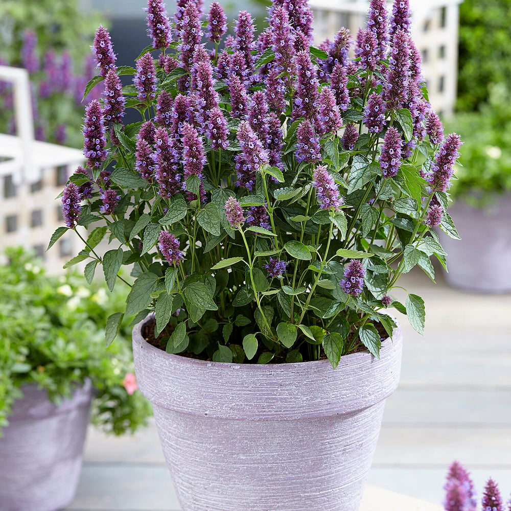 Your Ideal Agastache rugosa Beelicious Purple x 1 - 1.5 litre Pot - Purple