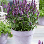 Your Ideal Agastache rugosa Beelicious Purple x 1 - 1.5 litre Pot - Purple