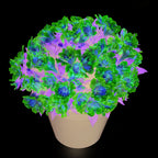 Your Ideal Alstroemeria Inticancha Sunday 2 litre pot - Pink