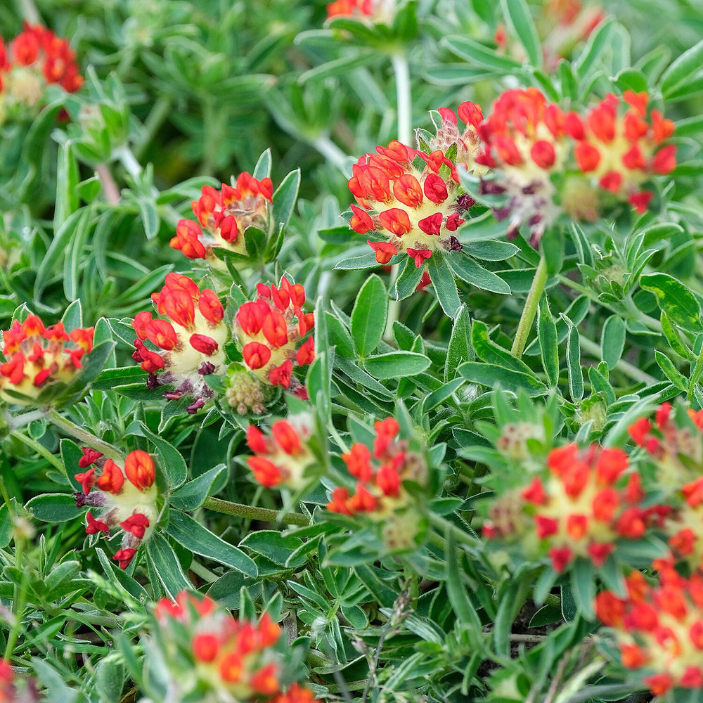 Your Ideal Anthyllis vulneraria var. coccinea Pots (Size 1x9 ) - Multi Color