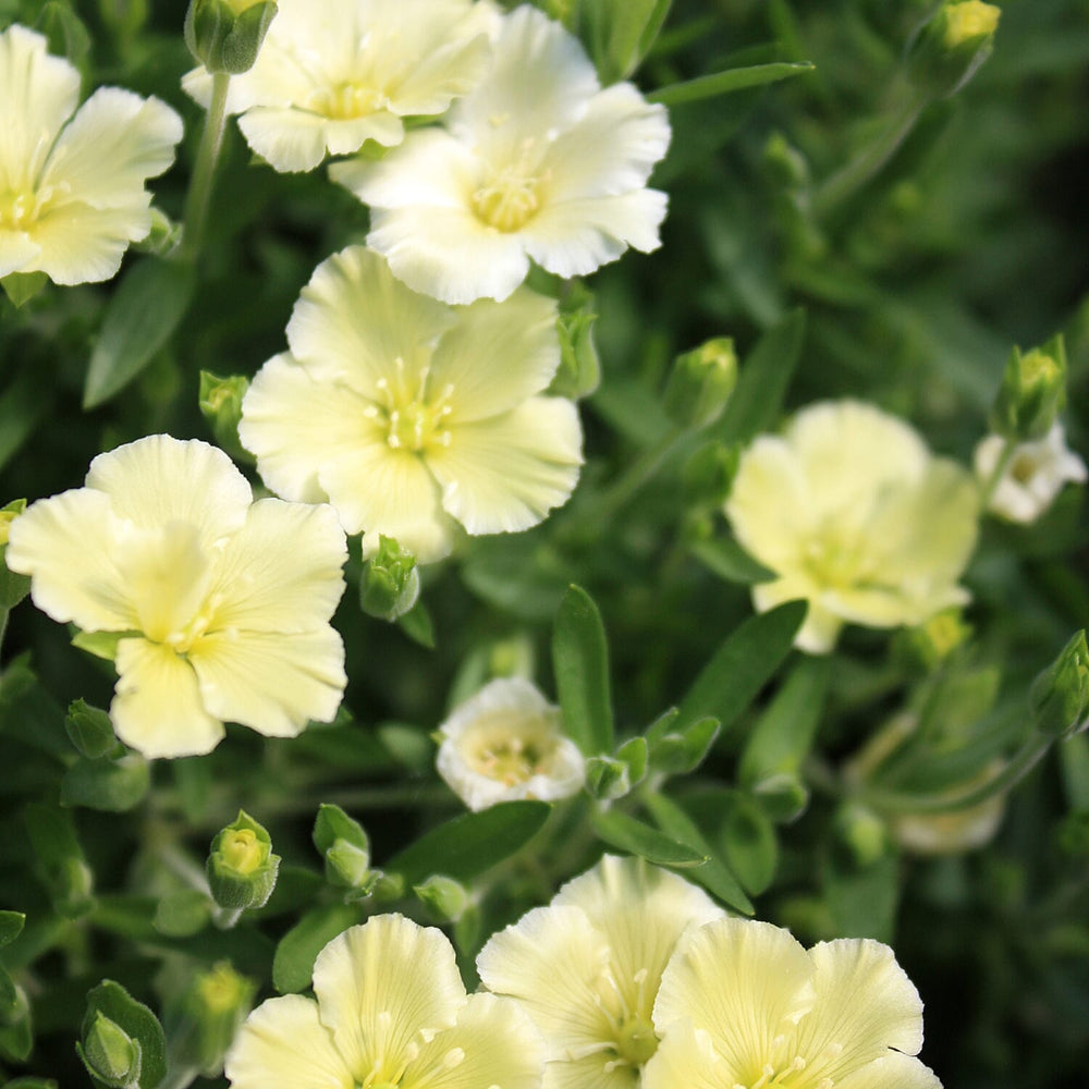 Your Ideal Arenaria Montana Collection x 6 - 4.5cm Young Plants - Multi Color