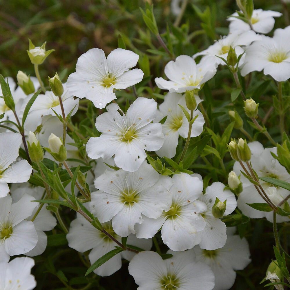 Your Ideal Arenaria Montana Collection x 6 - 4.5cm Young Plants - Multi Color