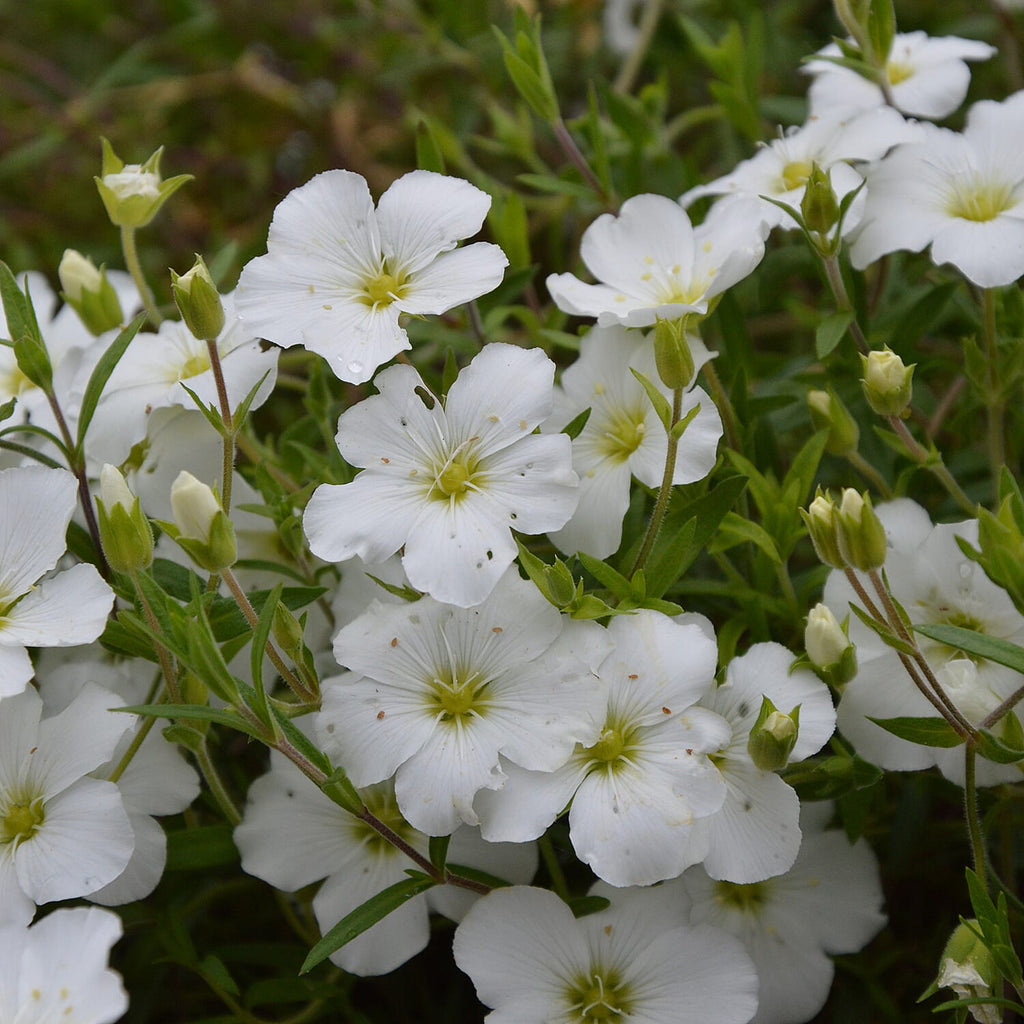 Your Ideal Arenaria Montana Collection x 6 - 4.5cm Young Plants - Multi Color