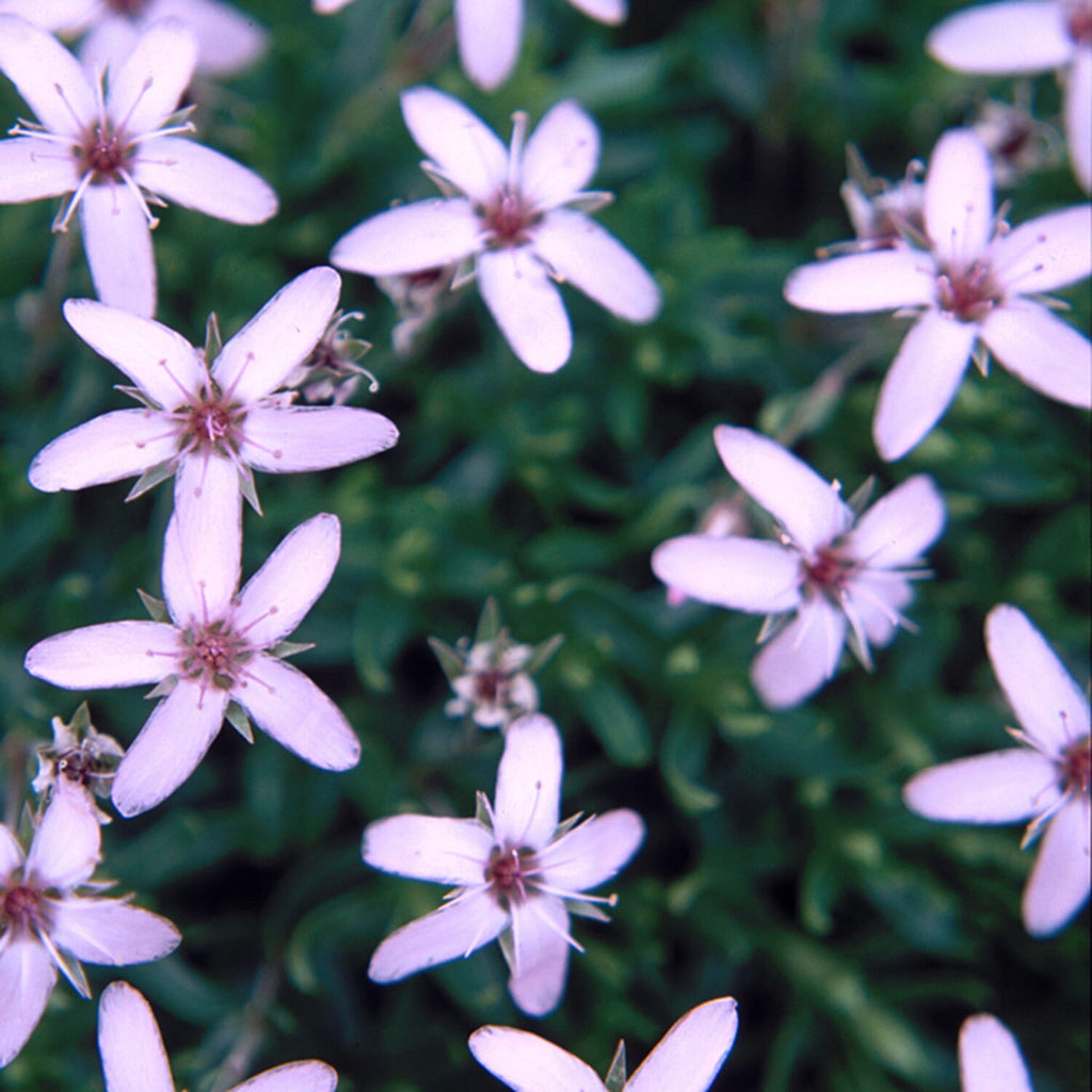 Your Ideal Arenaria Montana Collection x 6 - 4.5cm Young Plants - Multi Color