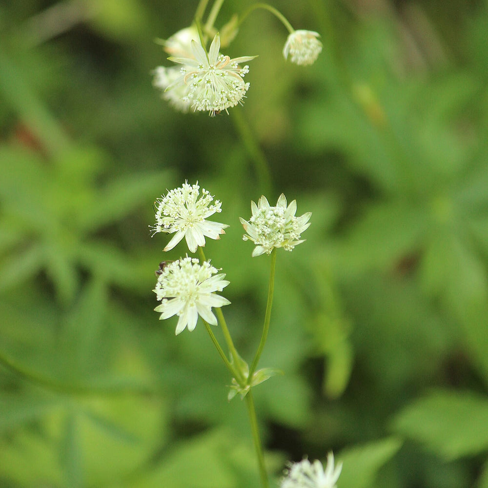 Your Ideal Astrantia Bavarica - 3 - 9cm Pots - White