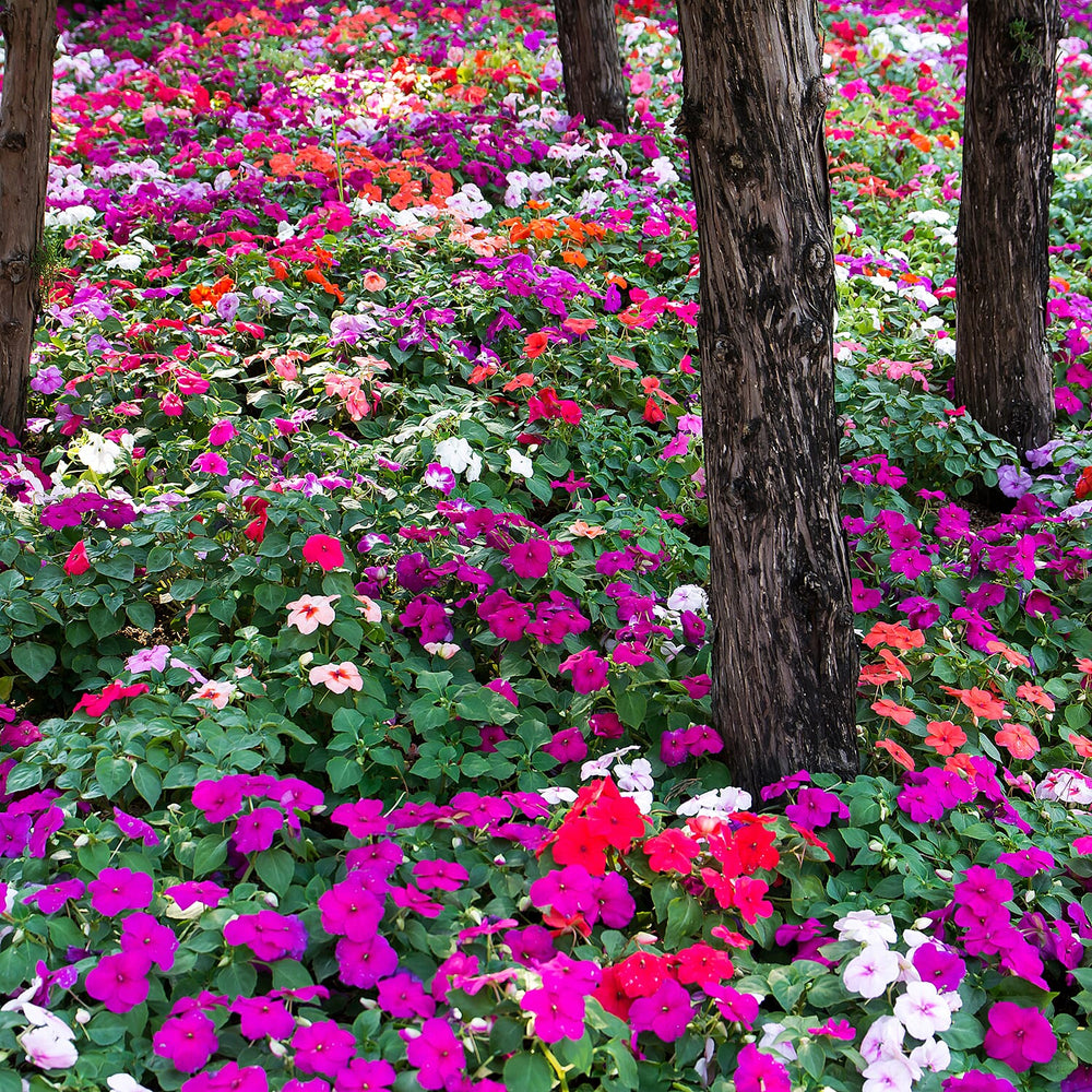 Your Ideal Best Busy Lizzies Mixed Colours  4.5cm Young Plants x 10