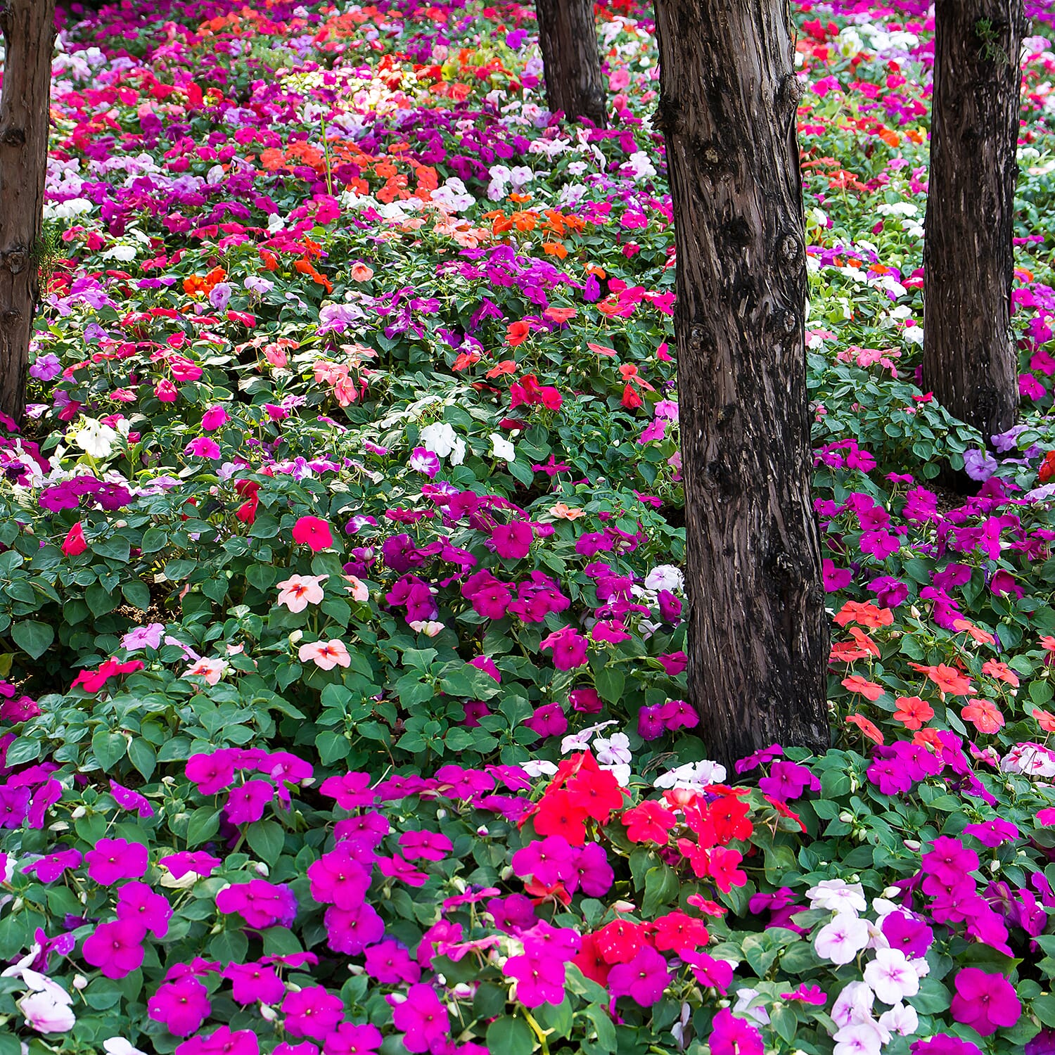 Your Ideal Best Busy Lizzies Mixed Colours  4.5cm Young Plants x 10