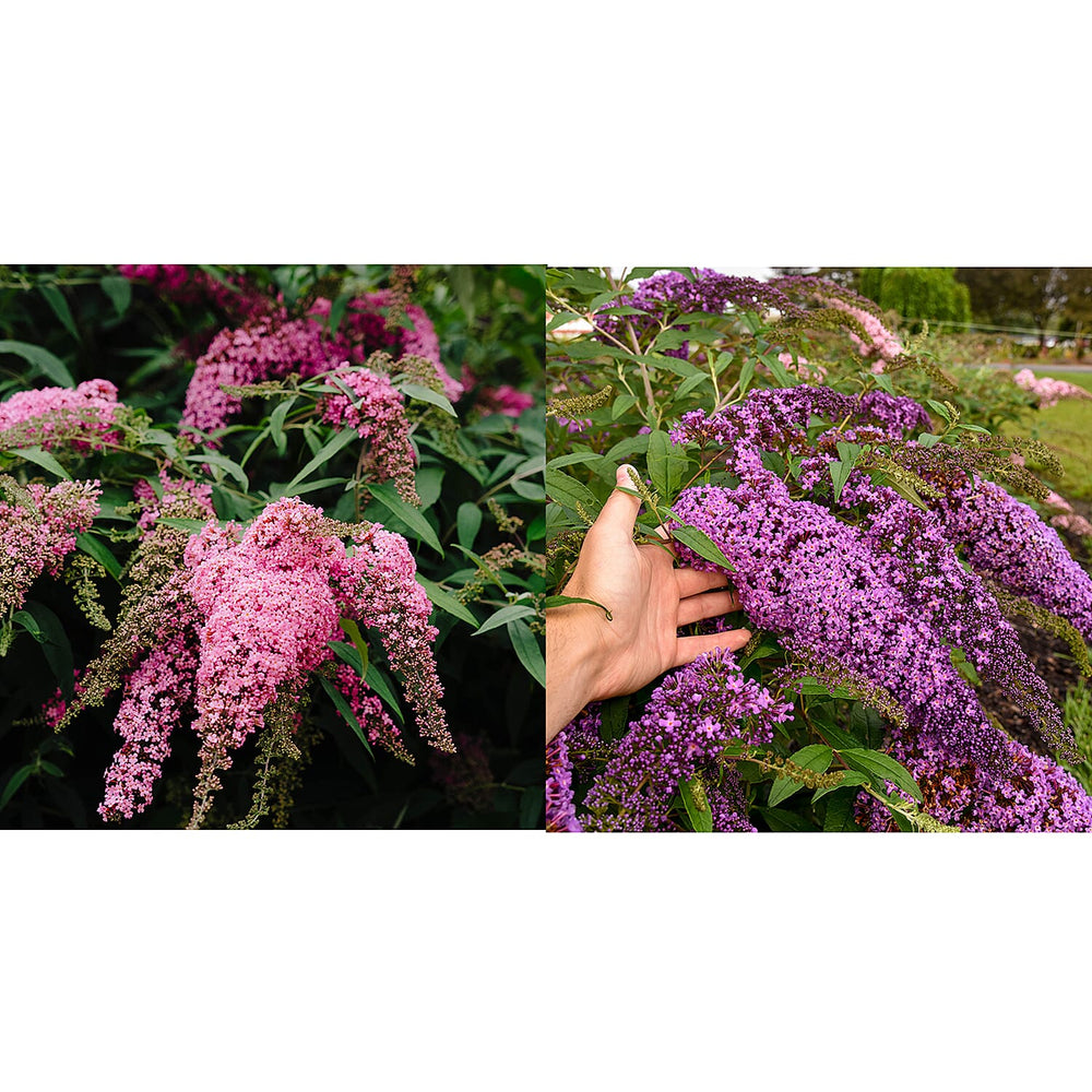 Your Ideal Buddleia Cascade Live Plants x 2