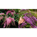 Your Ideal Buddleia Cascade Live Plants x 2