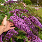 Your Ideal Buddleia Cascade Live Plants x 2