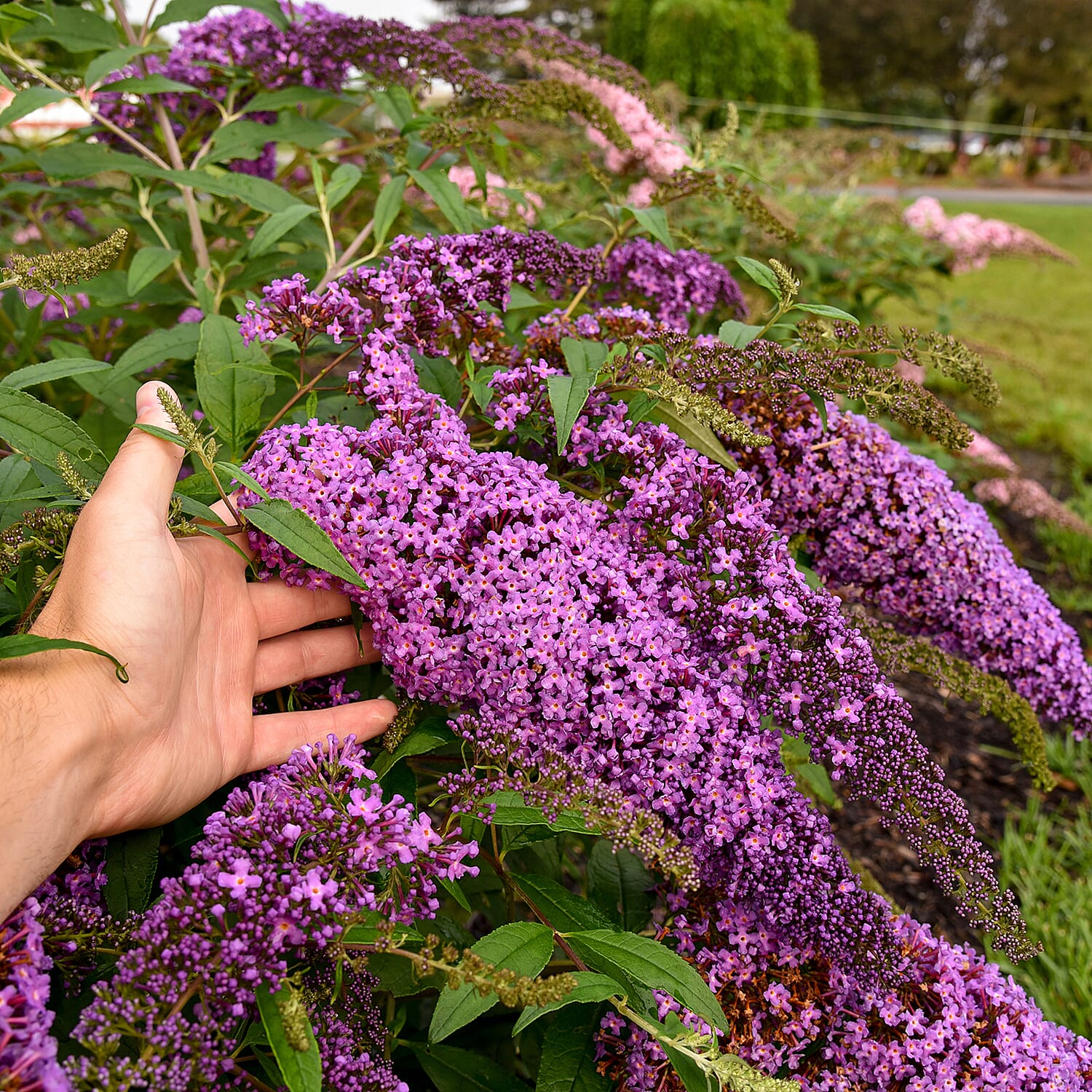 Your Ideal Buddleia Cascade Live Plants x 2