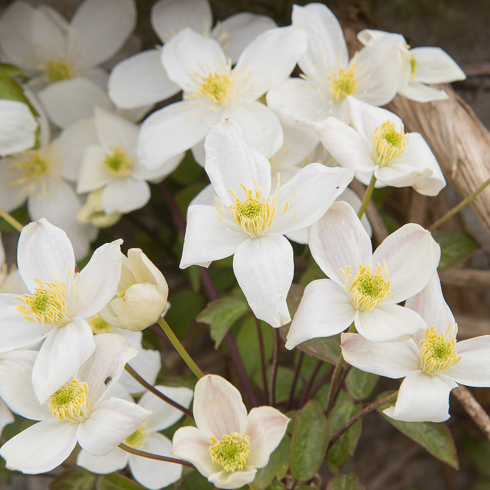 Your Ideal Clematis Montana Live Plants x 2