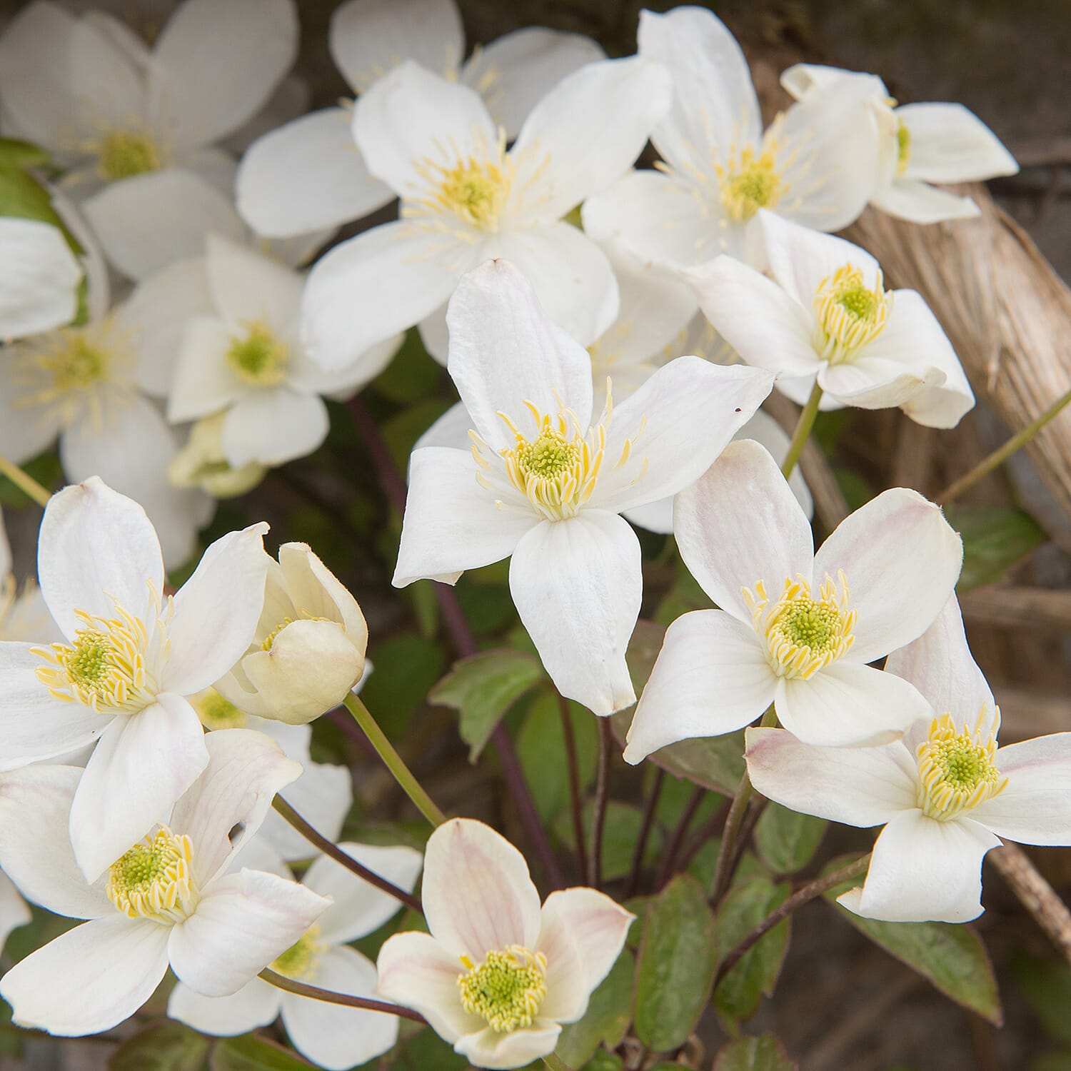 Your Ideal Clematis Montana Live Plants x 2