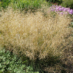Your Ideal Deschampsia cespitosa Palavax Pots (Size 1x9 ) - Silver Purple