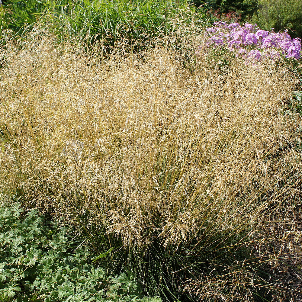 Your Ideal Deschampsia cespitosa Palavax Pots (Size 1x9 ) - Silver Purple