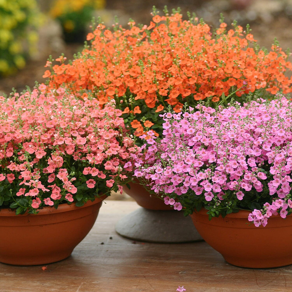 Your Ideal Diascia Littles x 9 - 4.5cm Young Plants