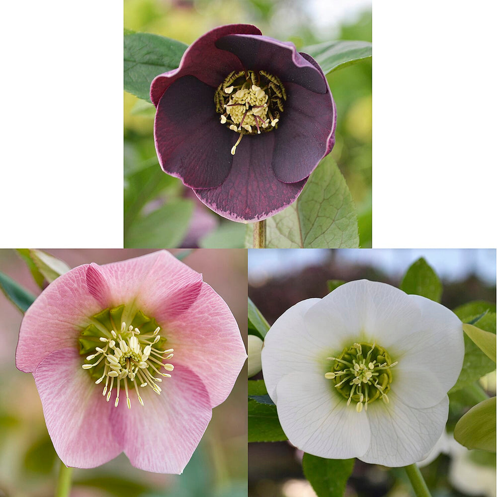 Your Ideal Hellebore Collection Live Plants x 3