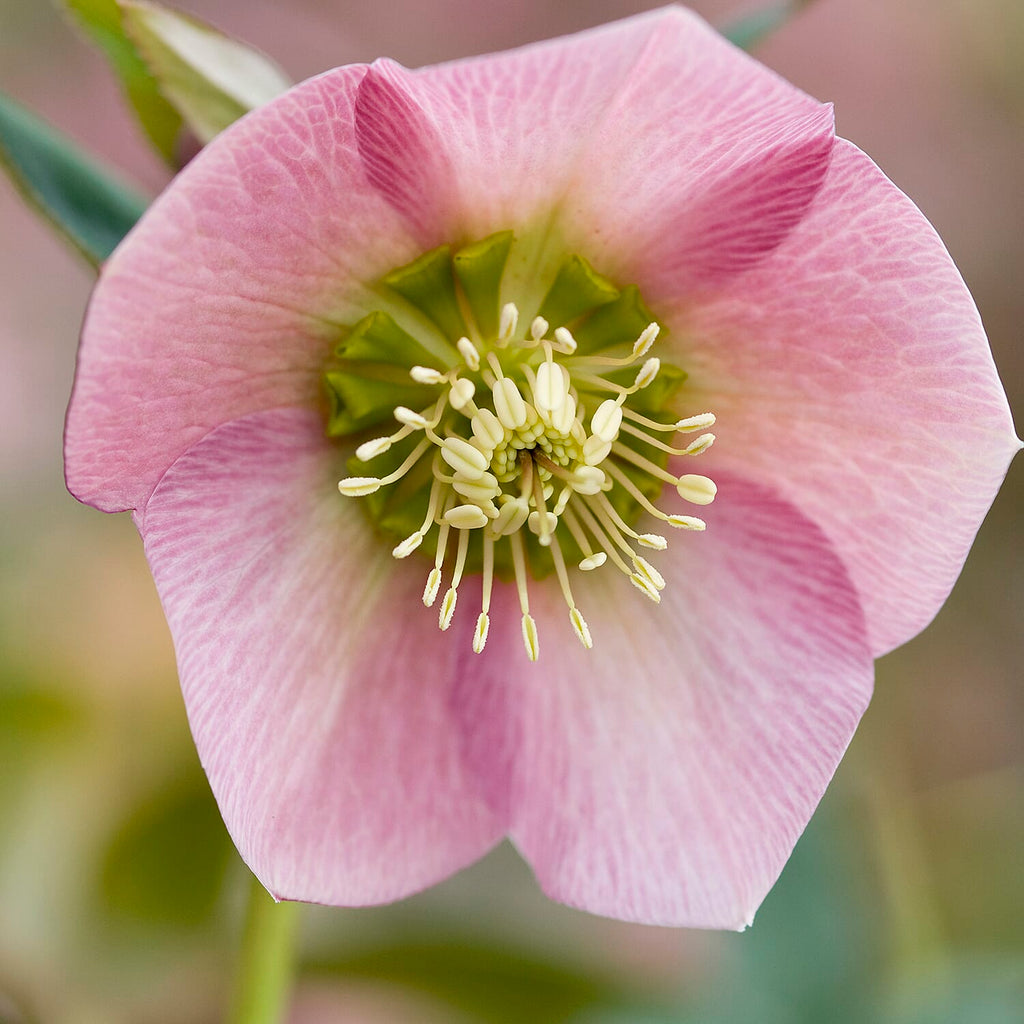 Your Ideal Hellebore Collection Live Plants x 3