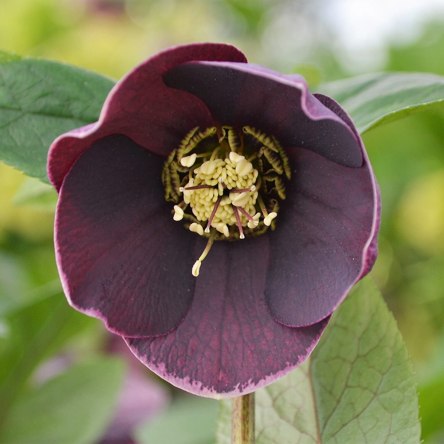 Your Ideal Hellebore Collection Live Plants x 3