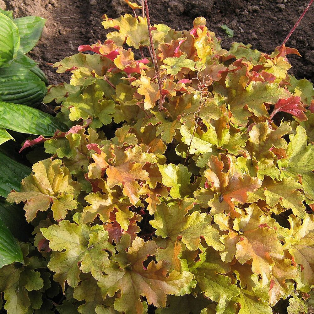 Your Ideal Heuchera Collection 9cm Potted Plants x 3 - Multi