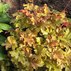 Your Ideal Heuchera Collection 9cm Potted Plants x 3 - Multi